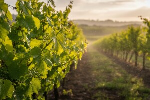 Zaštita loze od plamenjače