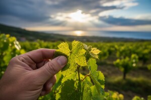Zaštita loze od plamenjače i pepelnice