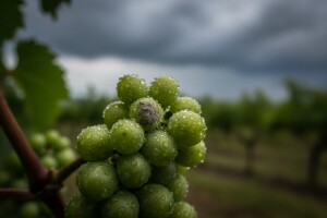 Zaštita loze od sive plijesni