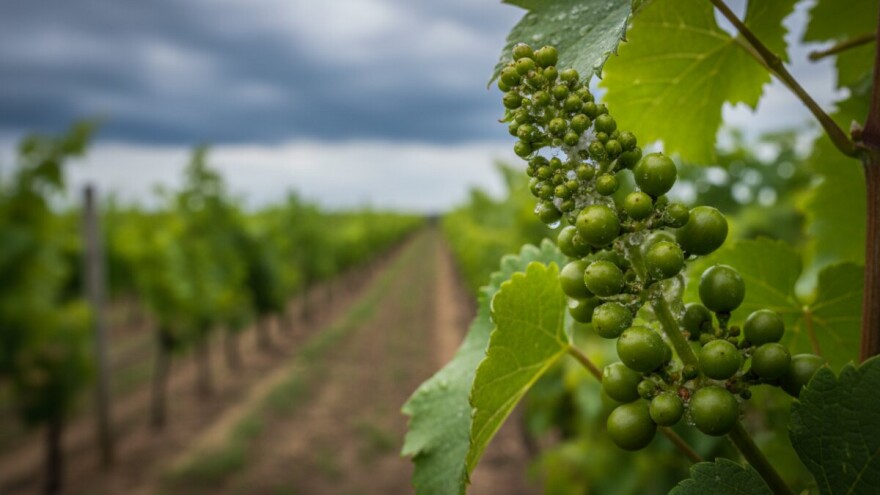 Zaštita loze od sive plijesni i pepelnice