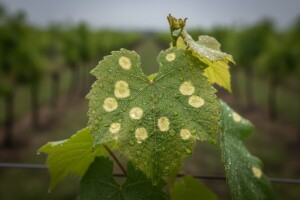 Zaštita loze od sive plijesni i plamenjače