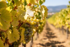 Zaštita loze od vrućina i bolesti