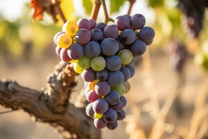 Zaštita loze prije zriobe grožđa