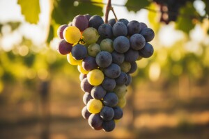 Zaštita loze prije zriobe grožđa