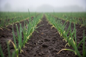 Zaštita luka, češnjaka i poriluka