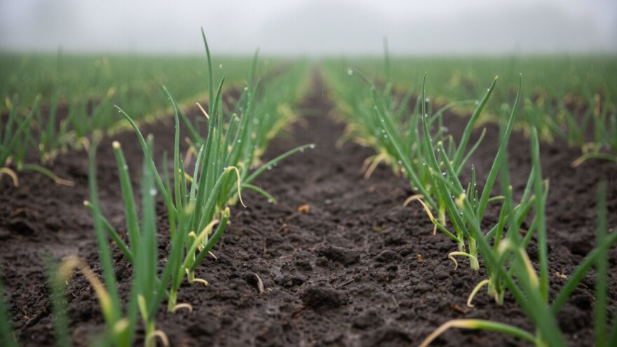 Zaštita luka, češnjaka i poriluka