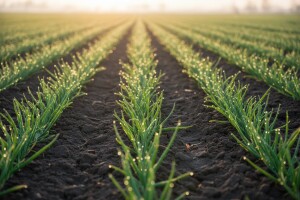 Zaštita luka i češnjaka