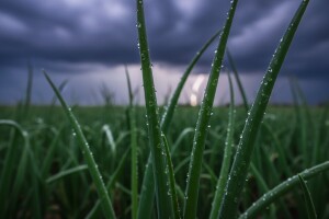 Zaštita luka i češnjaka od plamenjače