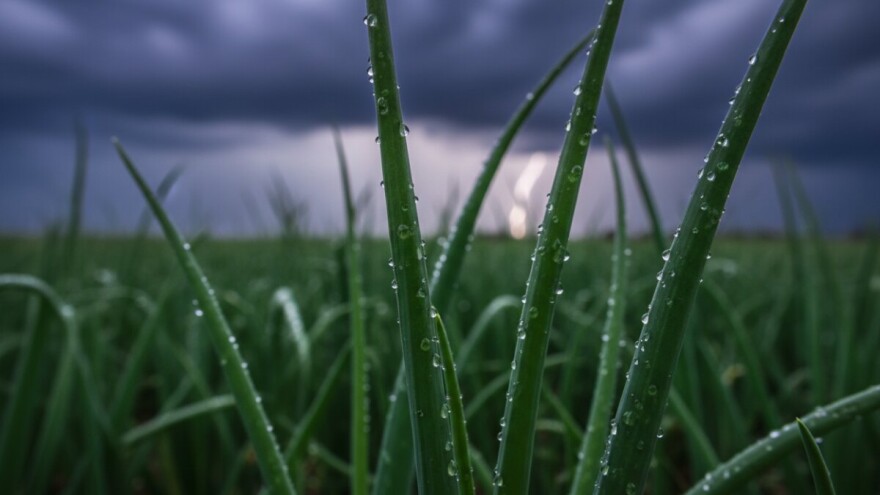 Zaštita luka i češnjaka od plamenjače