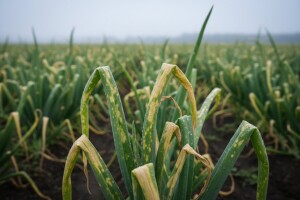 Zaštita luka na moslavačkom području