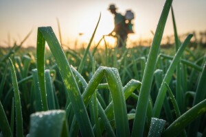 Zaštita luka od plamenjače