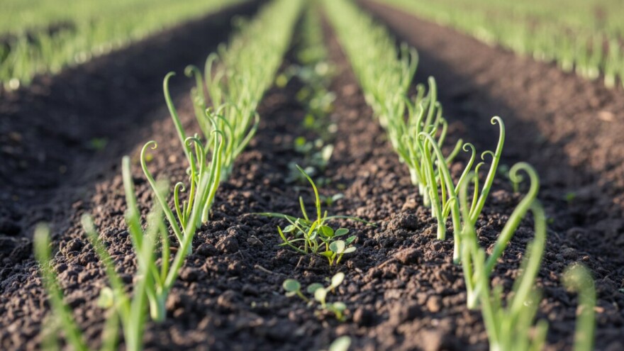 Zaštita luka prije i nakon nicanja
