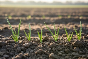 Zaštita luka prije i poslije nicanja