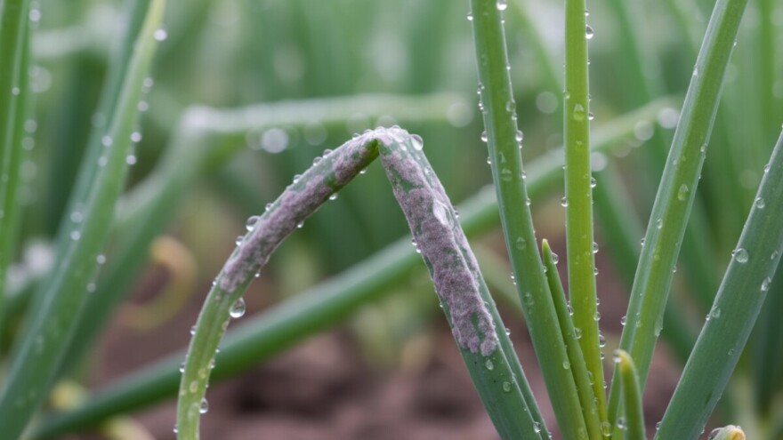 Zaštita lukovičastoga povrća