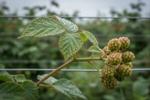 Zaštita malina i kupina