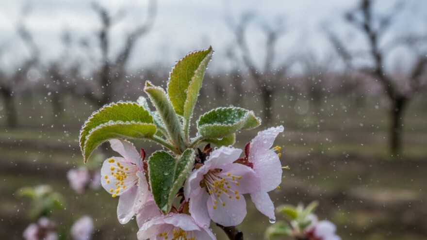 Zaštita marelica, bresaka, jabuka i krušaka