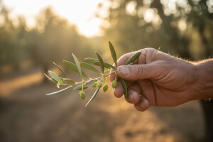 Zaštita maslina na području Primorja