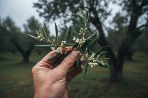 Zaštita maslina na zadarskom području