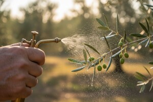 Zaštita maslina nakon cvatnje