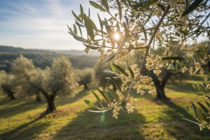 Zaštita maslina od maslinina moljca