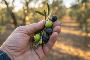 Zaštita maslina od maslinina svrdlaša