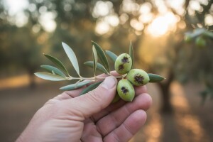Zaštita maslina od maslinine muhe