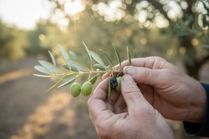 Zaštita maslina od maslinovog svrdlaša