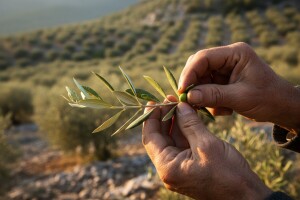 Zaštita maslina od moljaca i svrdlaša