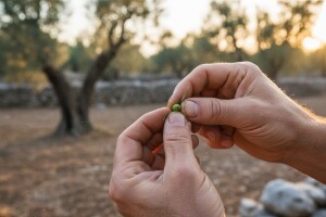 Zaštita maslina od moljaca i svrdlaša