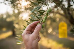 Zaštita maslina od muhe i svrdlaša