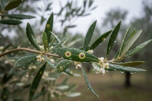Zaštita maslina od paunovog oka