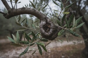 Zaštita maslina od paunovog oka i raka