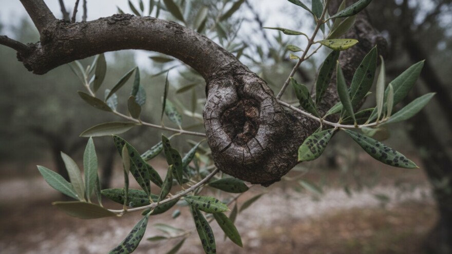 Zaštita maslina od paunovog oka i raka