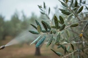 Zaštita maslina od paunovog oka i raka