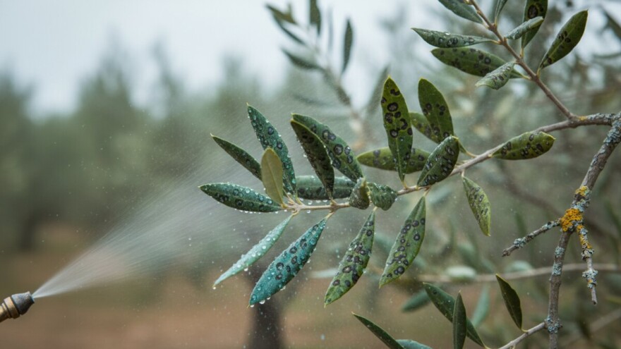 Zaštita maslina od paunovog oka i raka