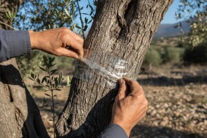 Zaštita maslina od pipa