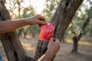 Zaštita maslina od potkornjaka