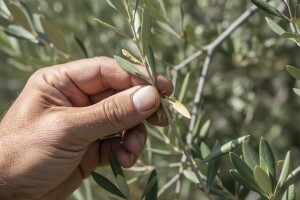 Zaštita maslina od štetnika