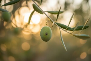 Zaštita maslina od štetnika