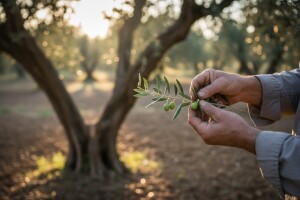 Zaštita maslina od svrdlaša