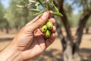 Zaštita maslina od svrdlaša i muhe
