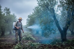 Zaštita masline od paunovog oka