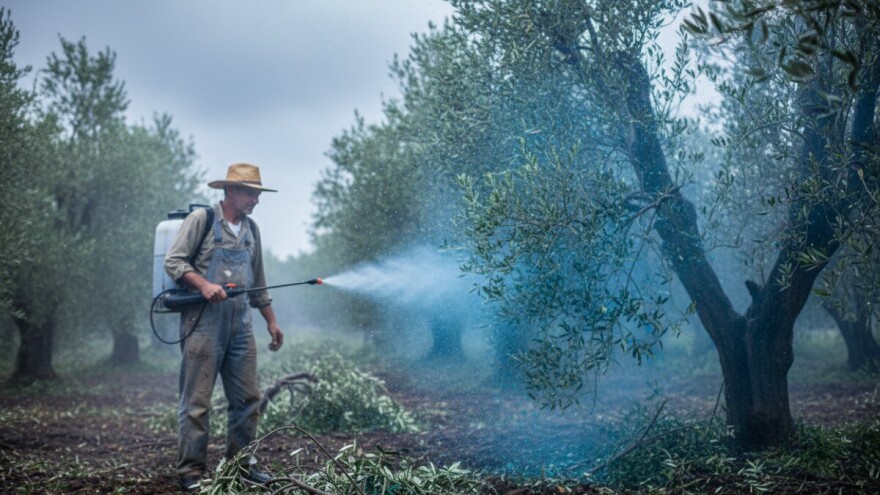 Zaštita masline od paunovog oka