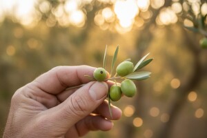 Zaštita masline protiv maslinine muhe!