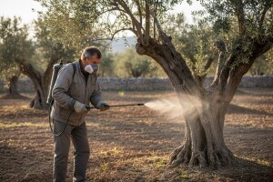 Zaštita masline protiv paunovog oka!