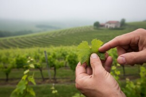 Zaštita međimurskih vinograda