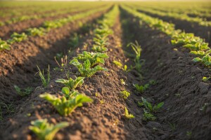 Zaštita merkantilnog krumpira od korova!