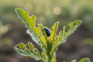 Zaštita mlade uljane repice