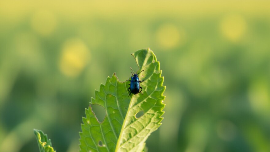 Zaštita mlade uljane repice