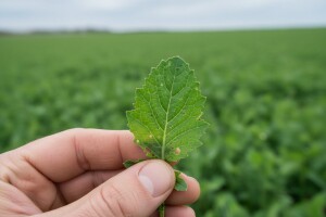 Zaštita mlade uljane repice